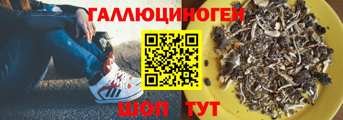 Галлюциногенные грибы Psilocybine cubensis Ипатово